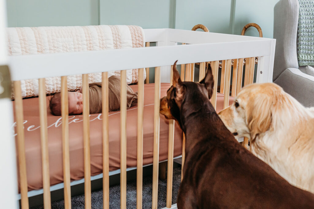 two dogs checking in on their newborn baby brother
