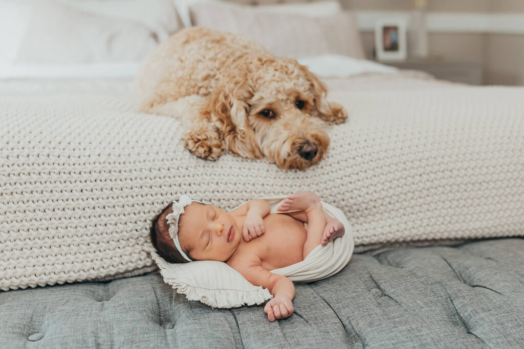 Goldendoodle looking over newborn baby girl swaddled in cream in a neutral bedroom