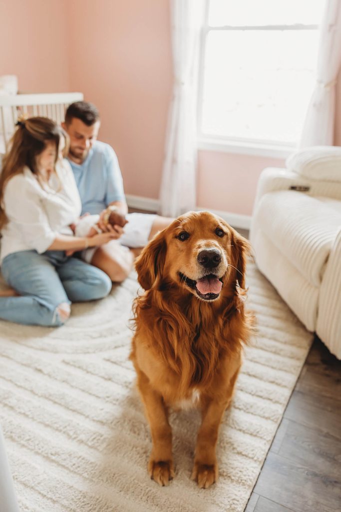 dog smiles for photos during in home newborn photos with baby and parents blurred in the background